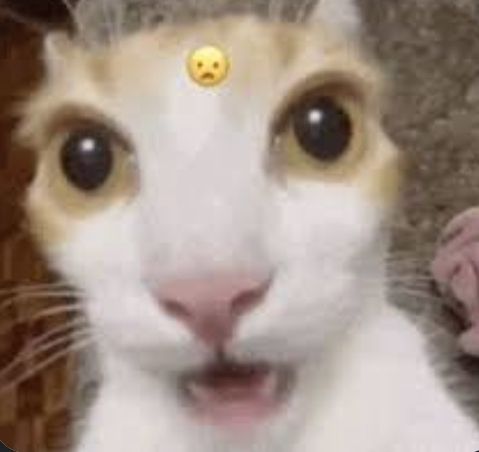 Cat in the shower