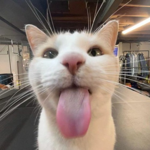 Extremely silly white cat