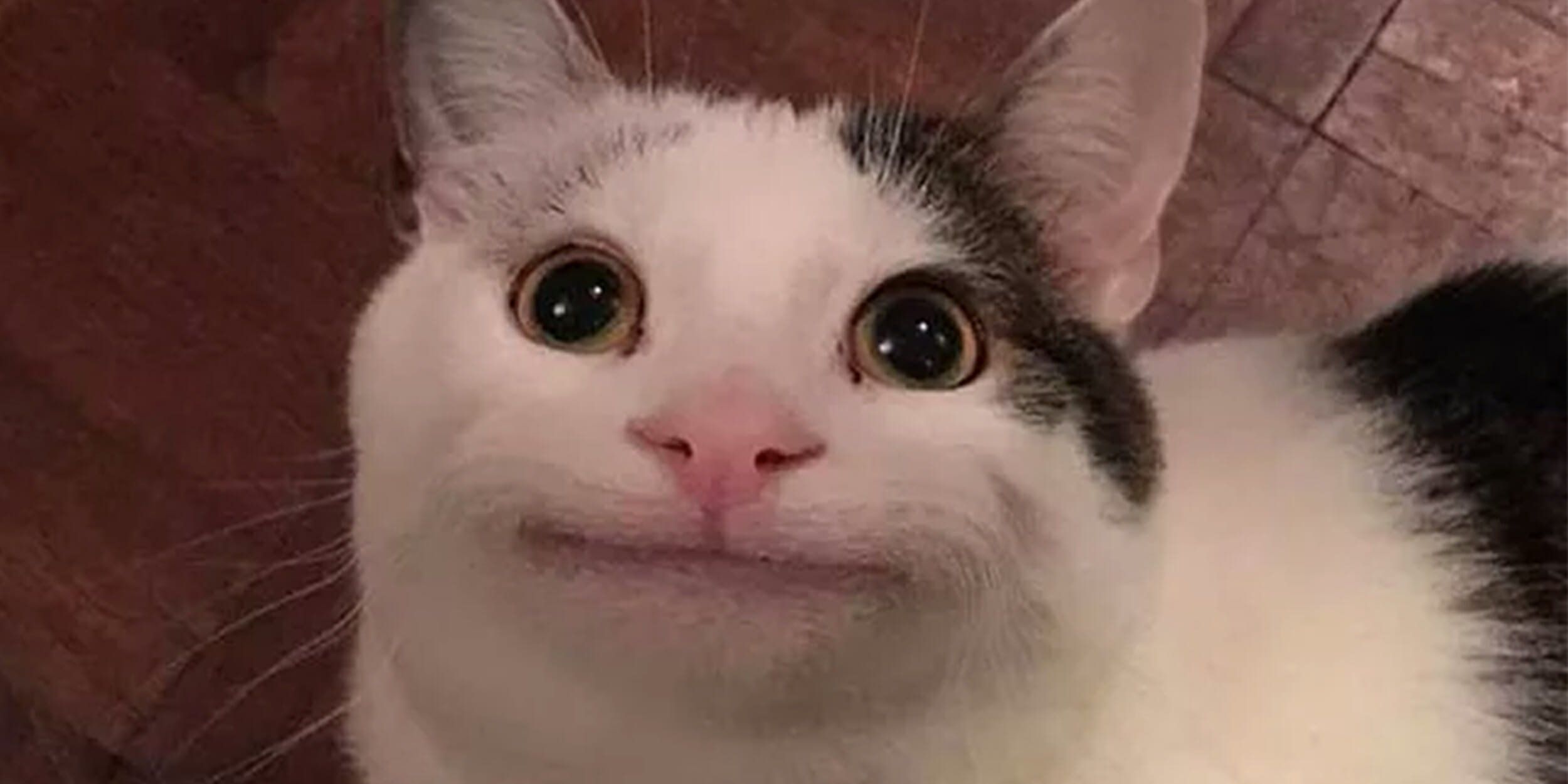 Silly grey cat with an unsure facial expression