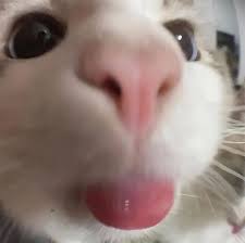 Silly white cat