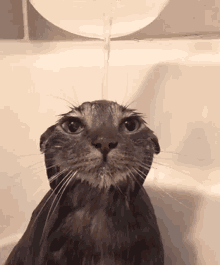 Cat in the shower